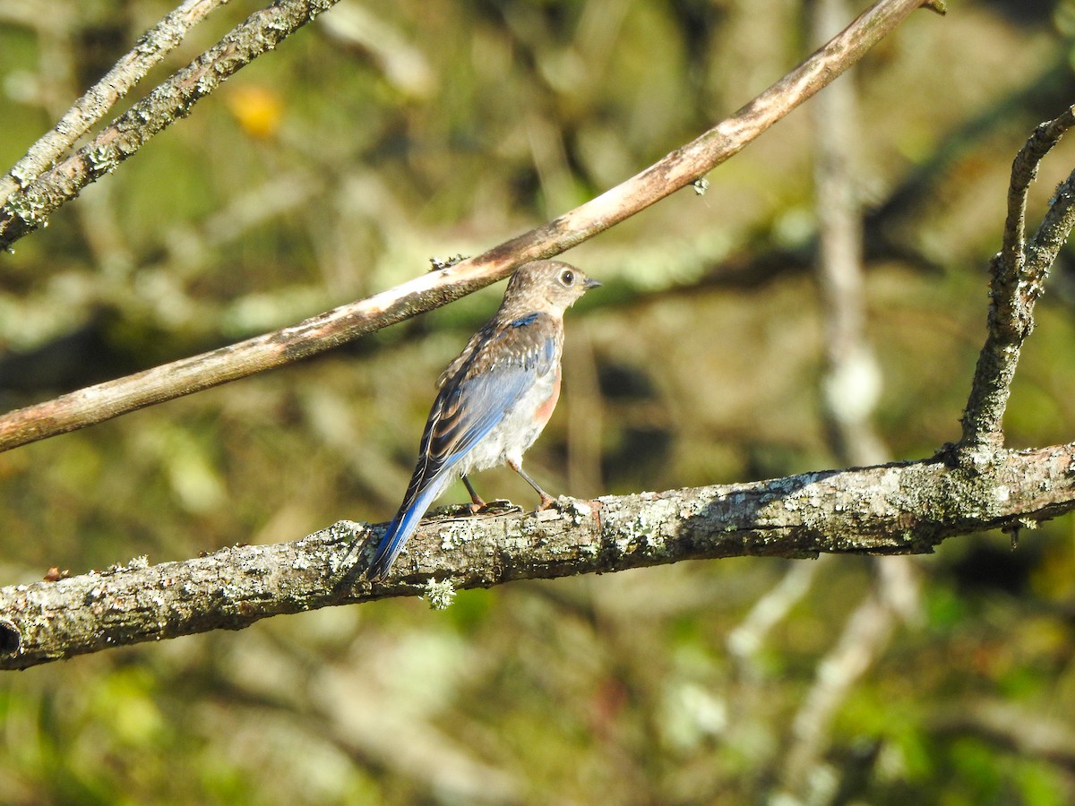 Eastern Bluebird - ML625206818