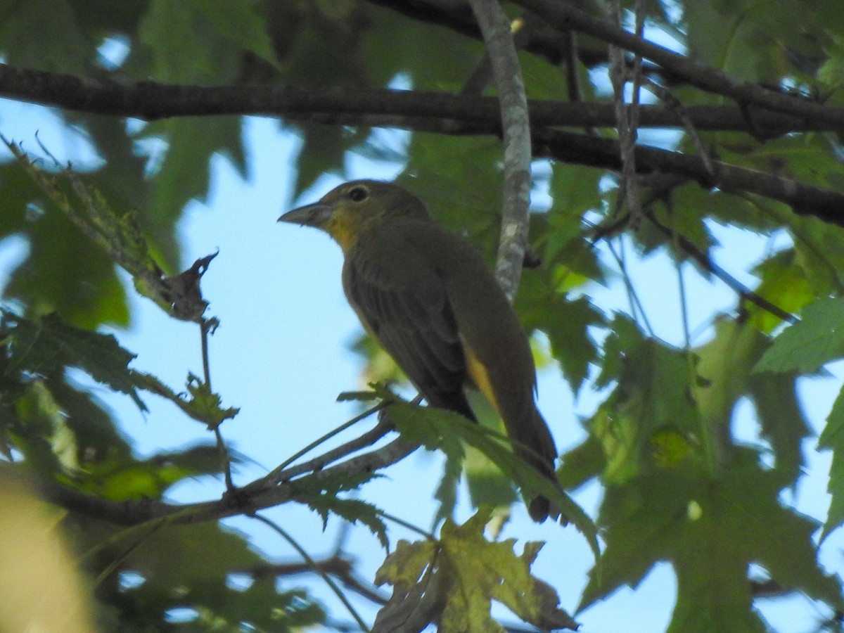 Summer Tanager - ML625206824