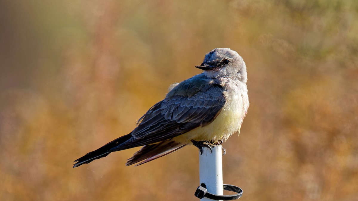 Western Kingbird - Craig Becker