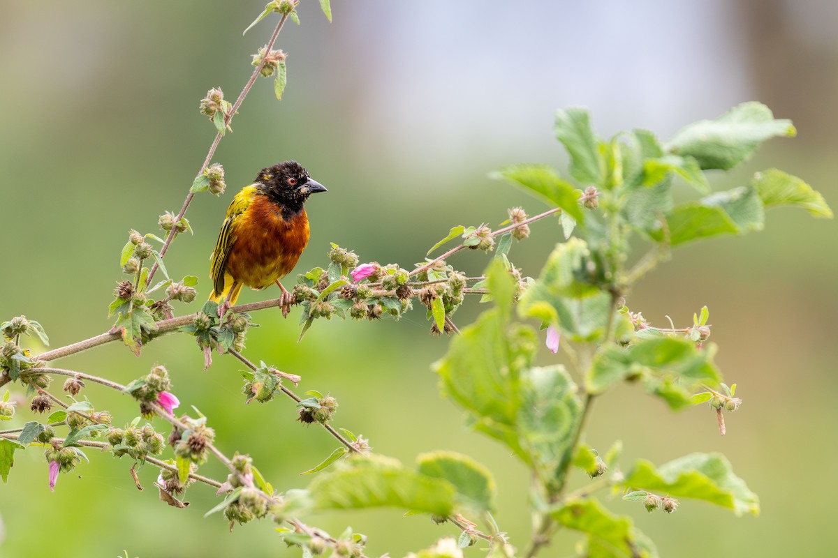 Golden-backed Weaver - ML625206922