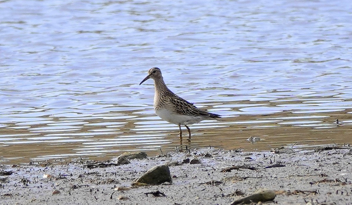 Pectoral Sandpiper - ML625206947