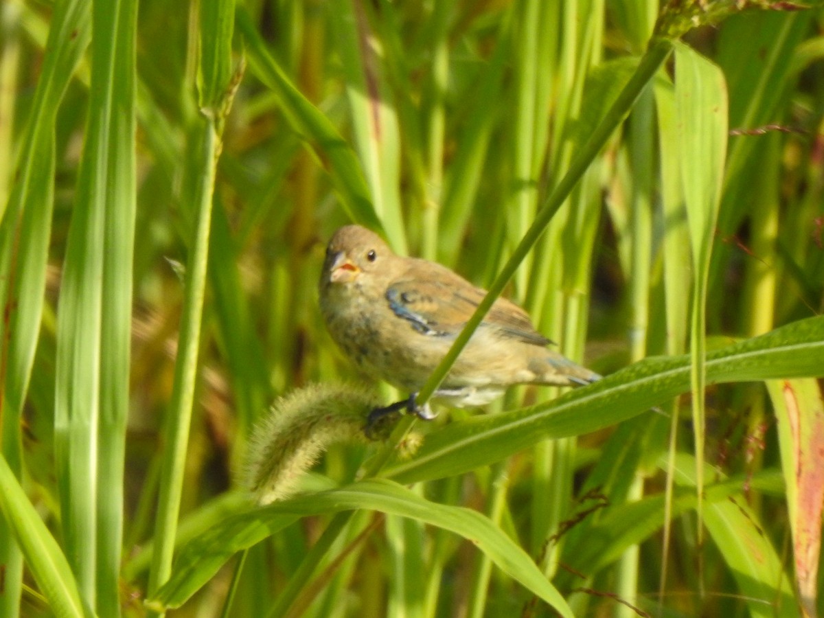 Indigo Bunting - ML625206992