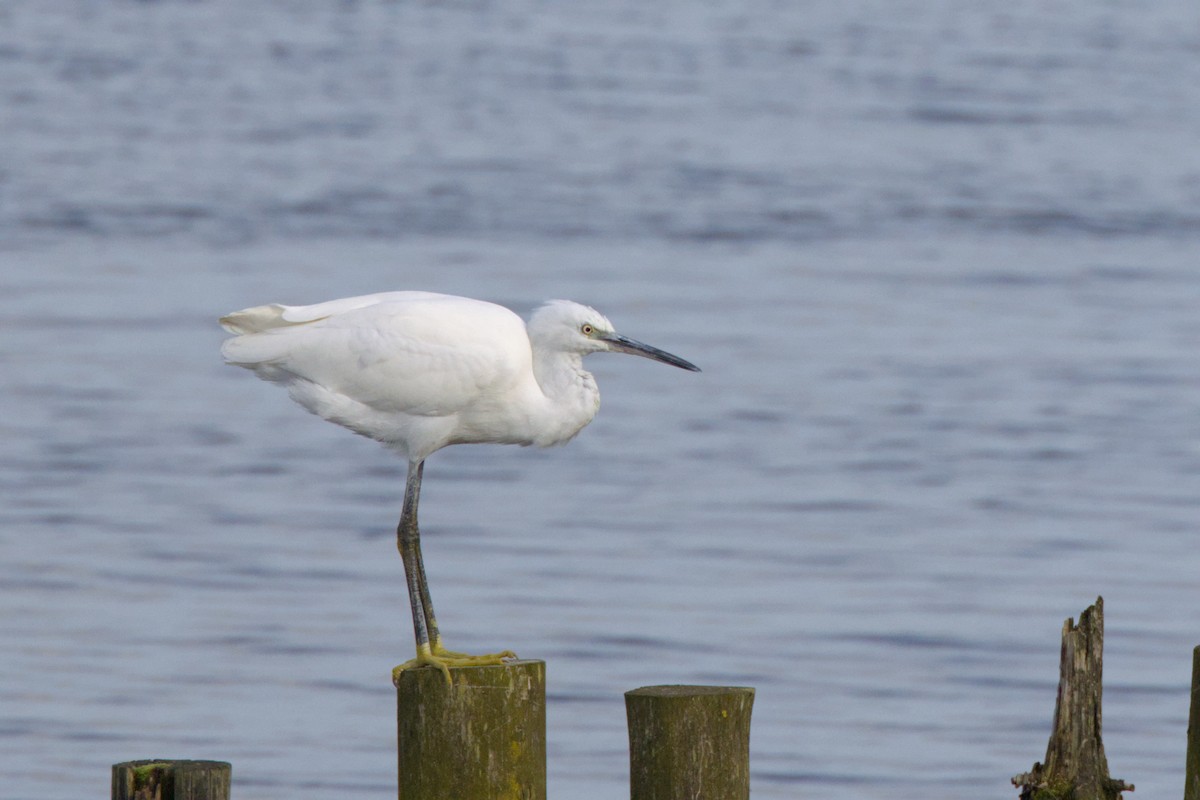 Little Egret - ML625207003