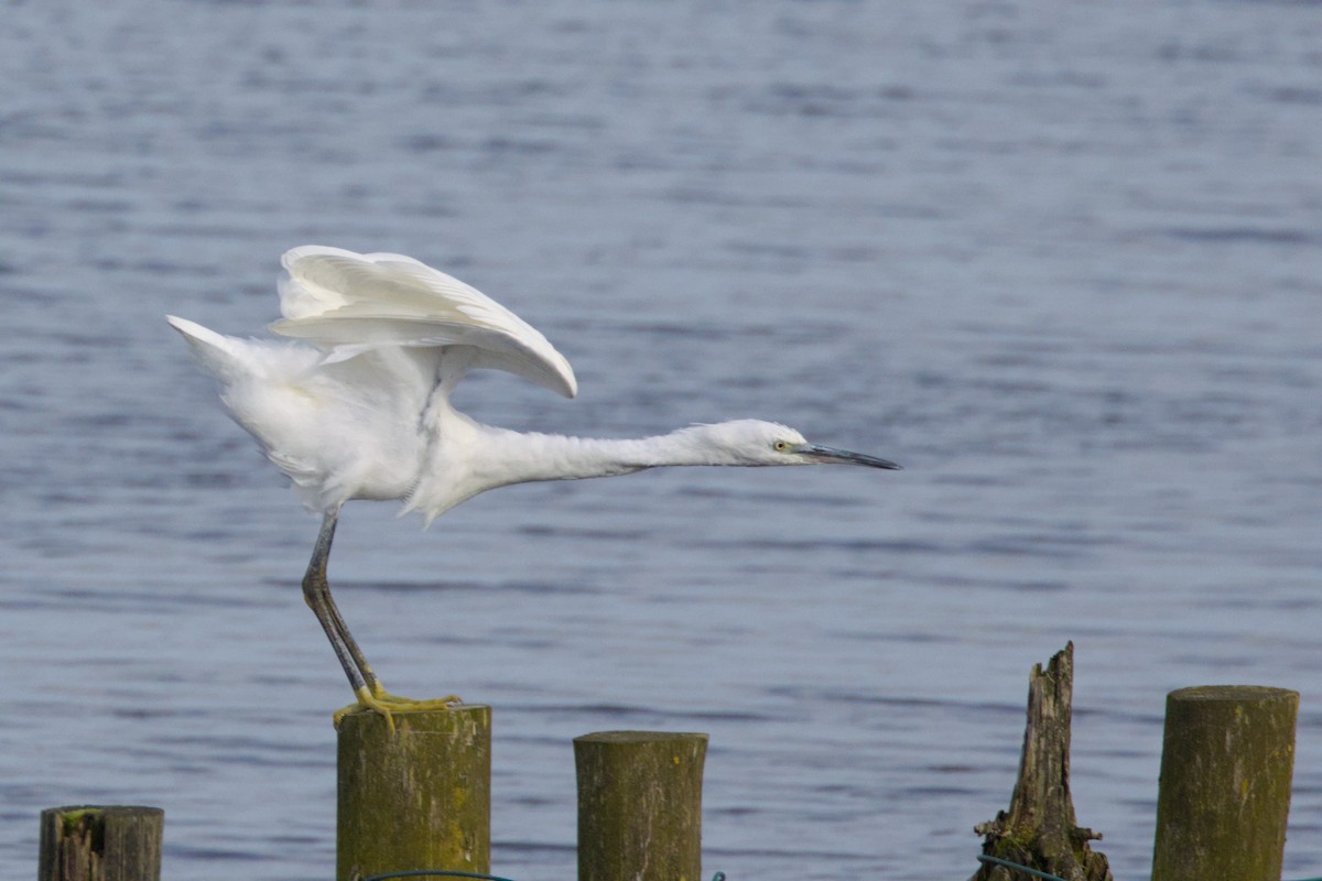 Little Egret - ML625207004