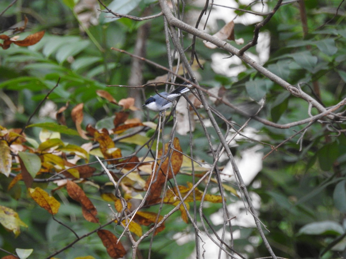 Gobemoucheron tropical (atricapilla) - ML625207009