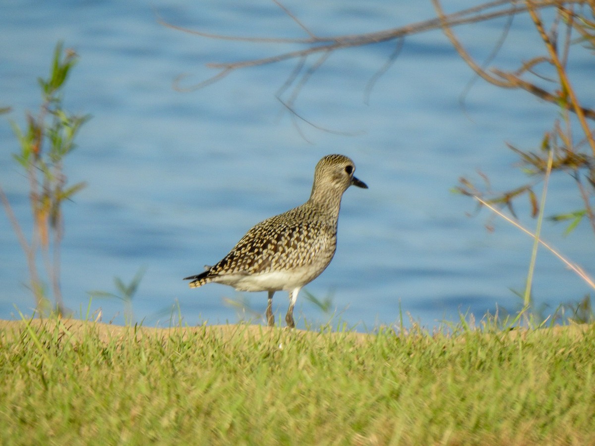 Black-bellied Plover - ML625207059
