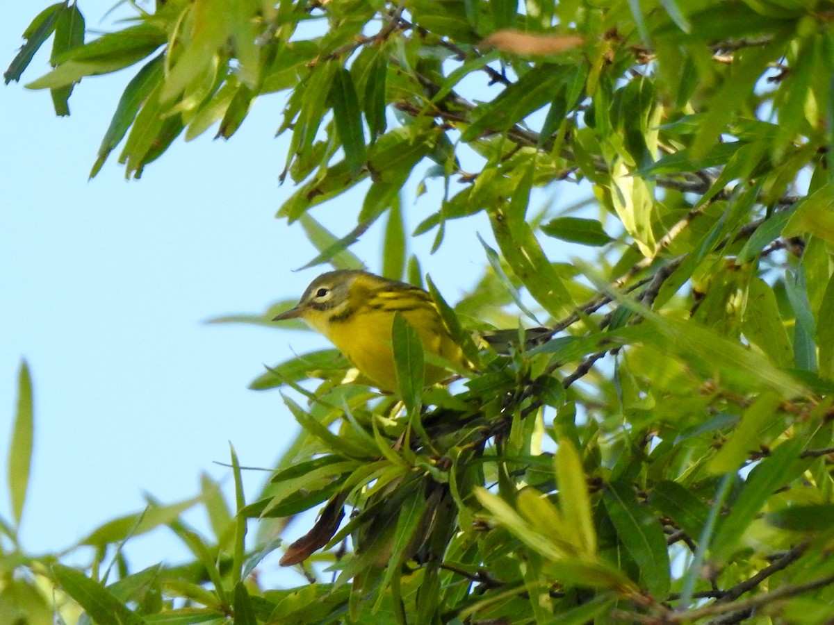 Prairie Warbler - ML625207068