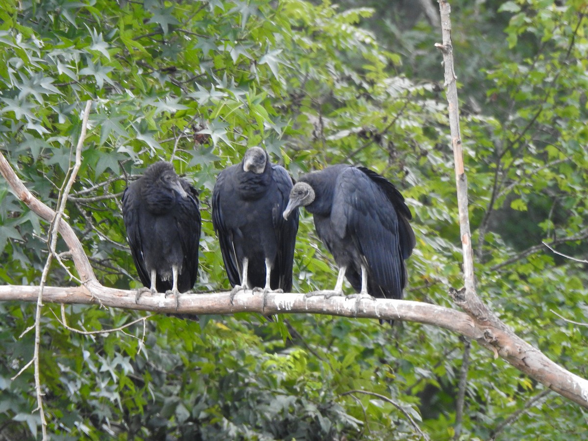 Black Vulture - ML625207170