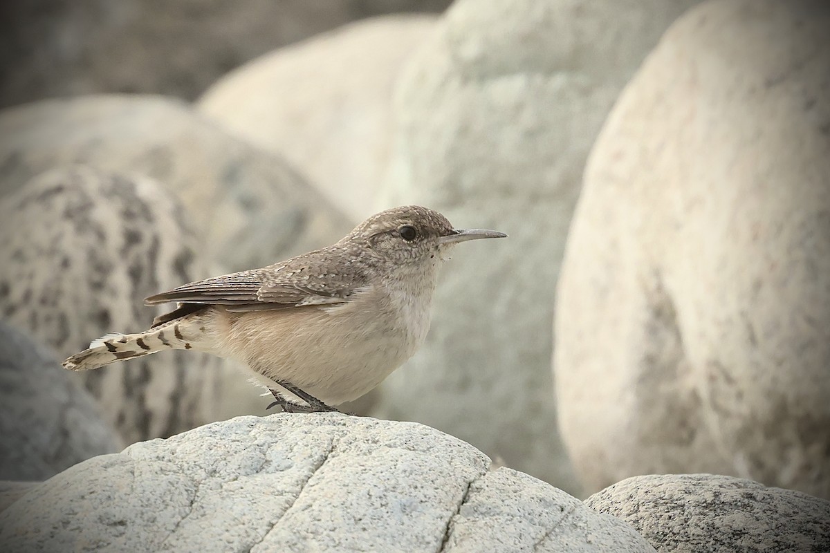 Rock Wren - Shuxing (Miles) Wang