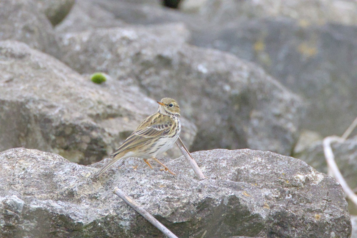Meadow Pipit - ML625207481