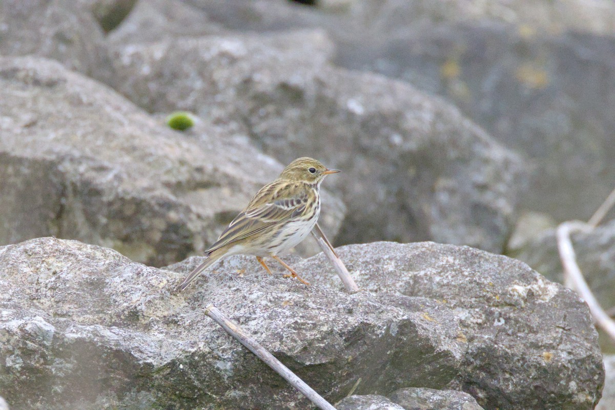 Meadow Pipit - ML625207482