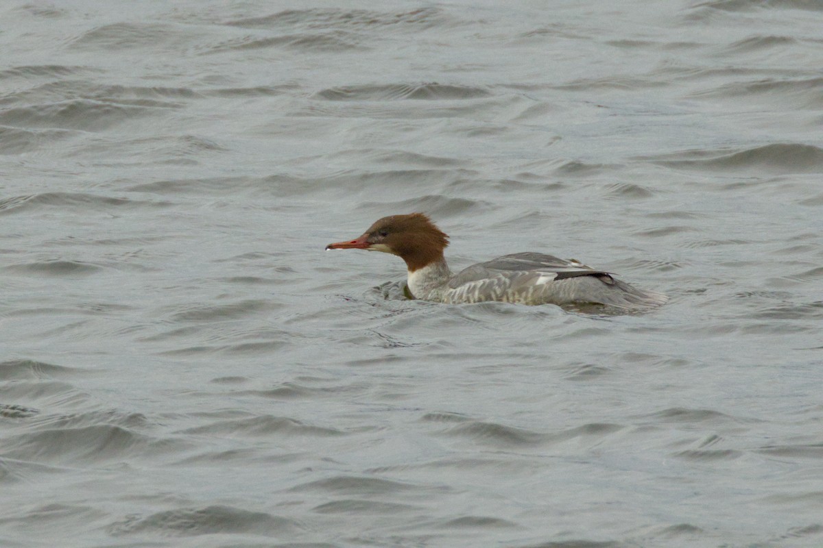 Common Merganser (Eurasian) - ML625207504