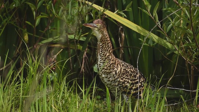 Rufescent Tiger-Heron - ML625207506