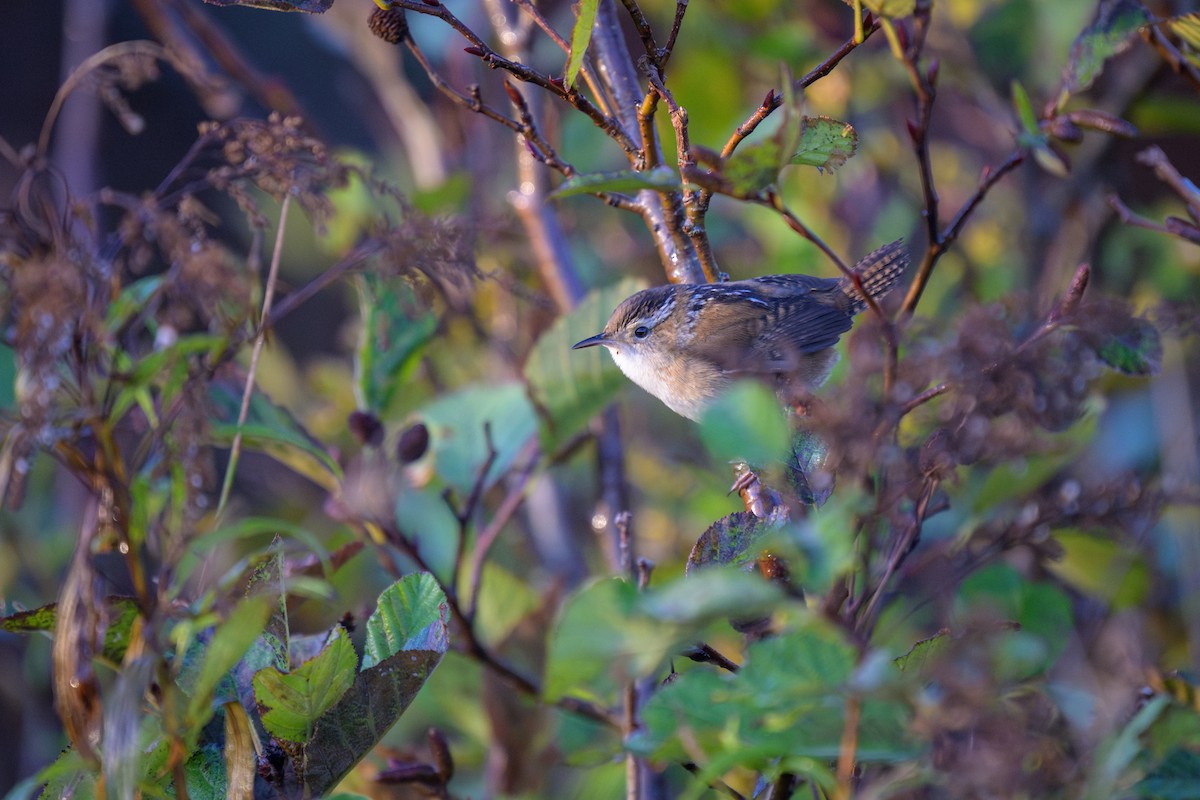 Marsh Wren - ML625207599