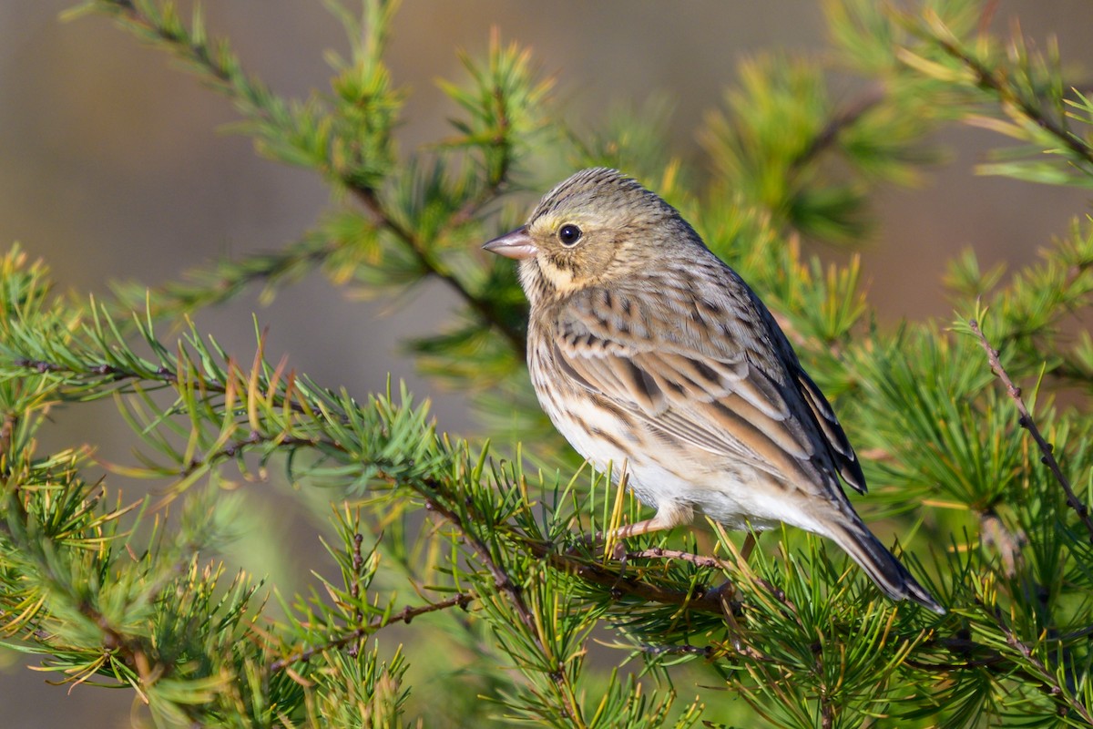 Savannah Sparrow (Ipswich) - ML625207639