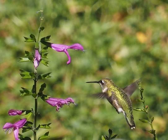 Ruby-throated Hummingbird - ML625207661