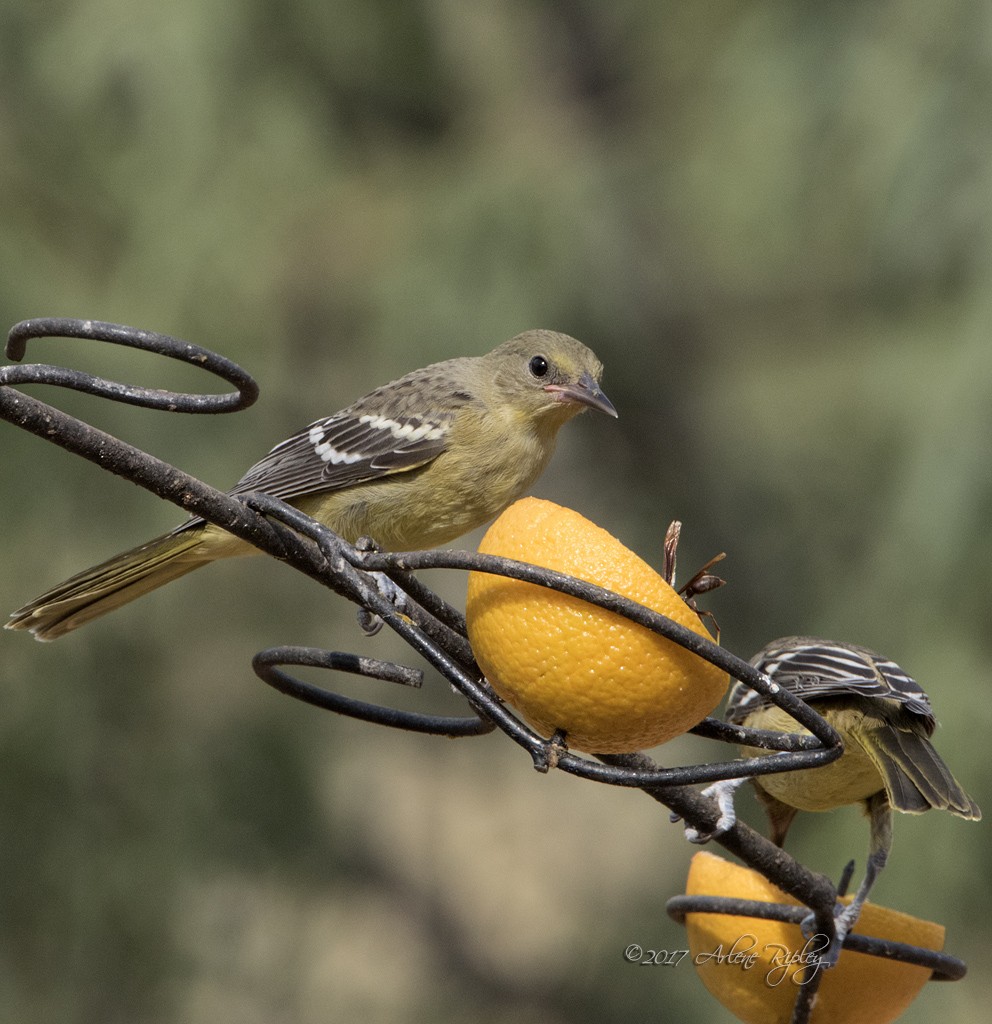 Scott's Oriole - Arlene Ripley