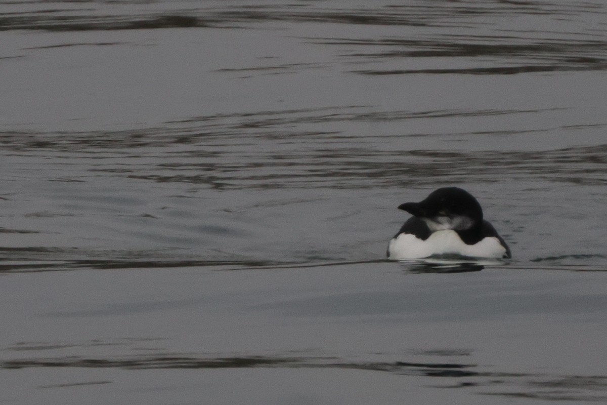 Dickschnabellumme - ML625207816