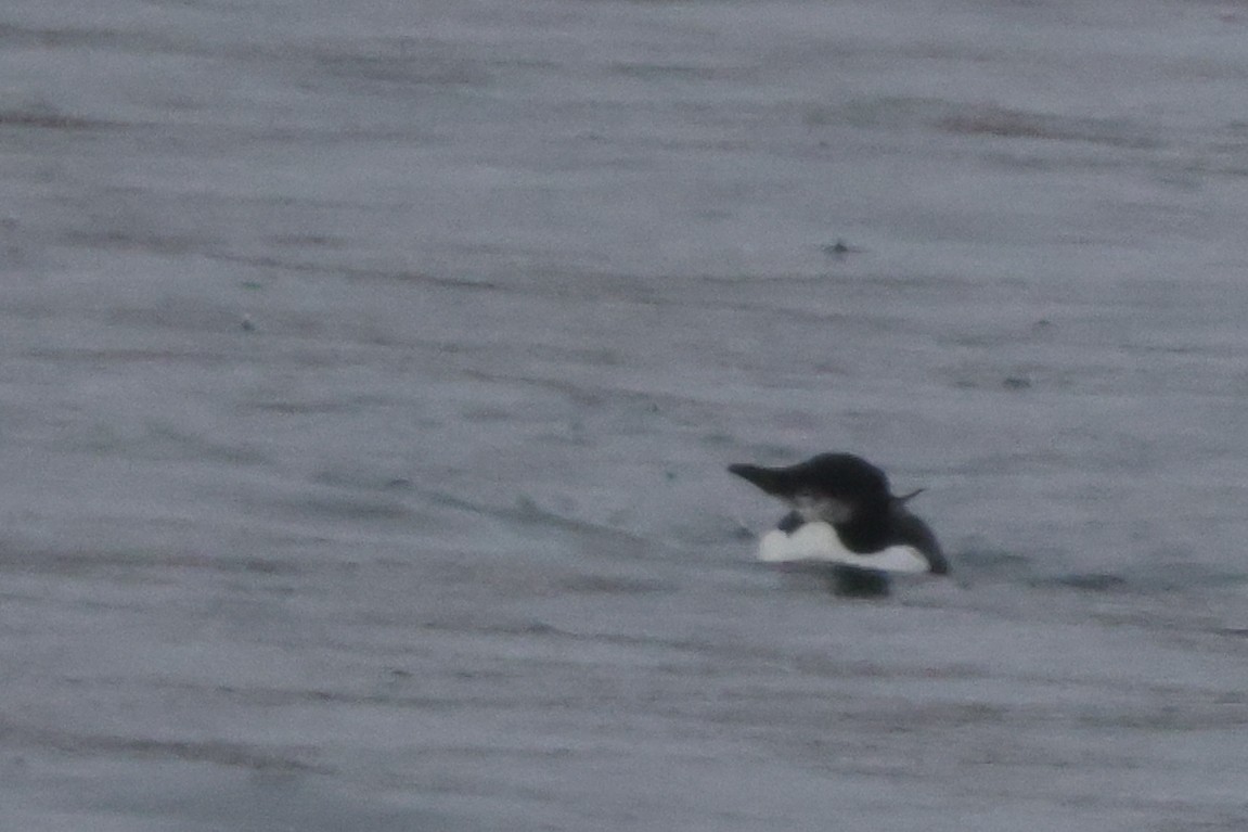 Dickschnabellumme - ML625208079