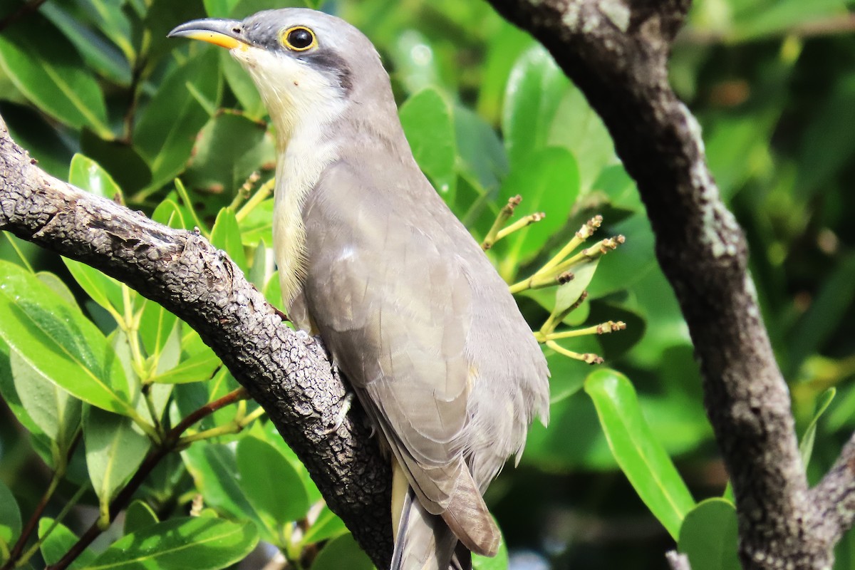 Mangrove Cuckoo - ML625208114