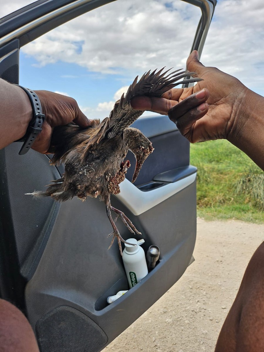 African Rail - ML625208168