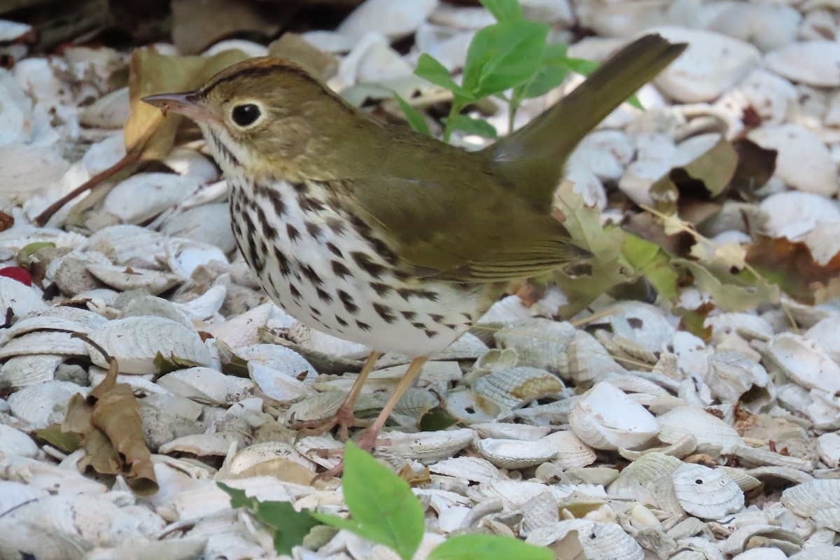 Ovenbird - ML625208177