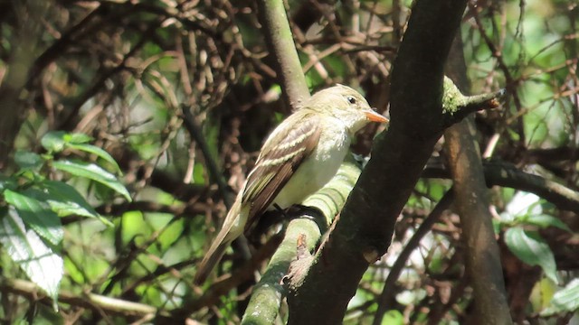 Alder/Willow Flycatcher (Traill's Flycatcher) - ML625208189