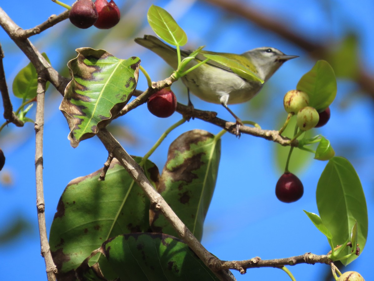 Tennessee Warbler - ML625208190