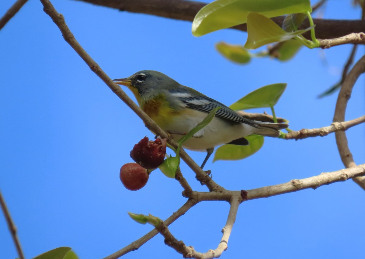 Kuzeyli Parula - ML625208205