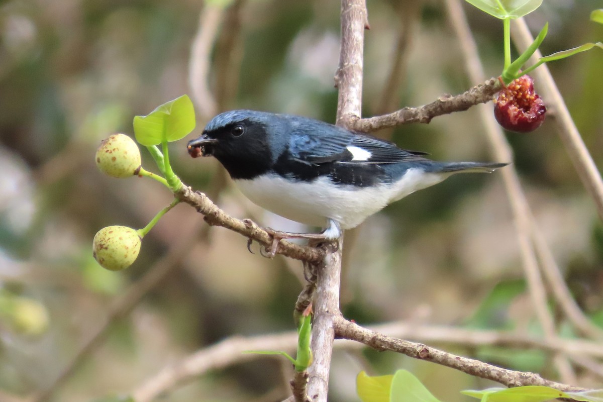 Black-throated Blue Warbler - Tom Obrock