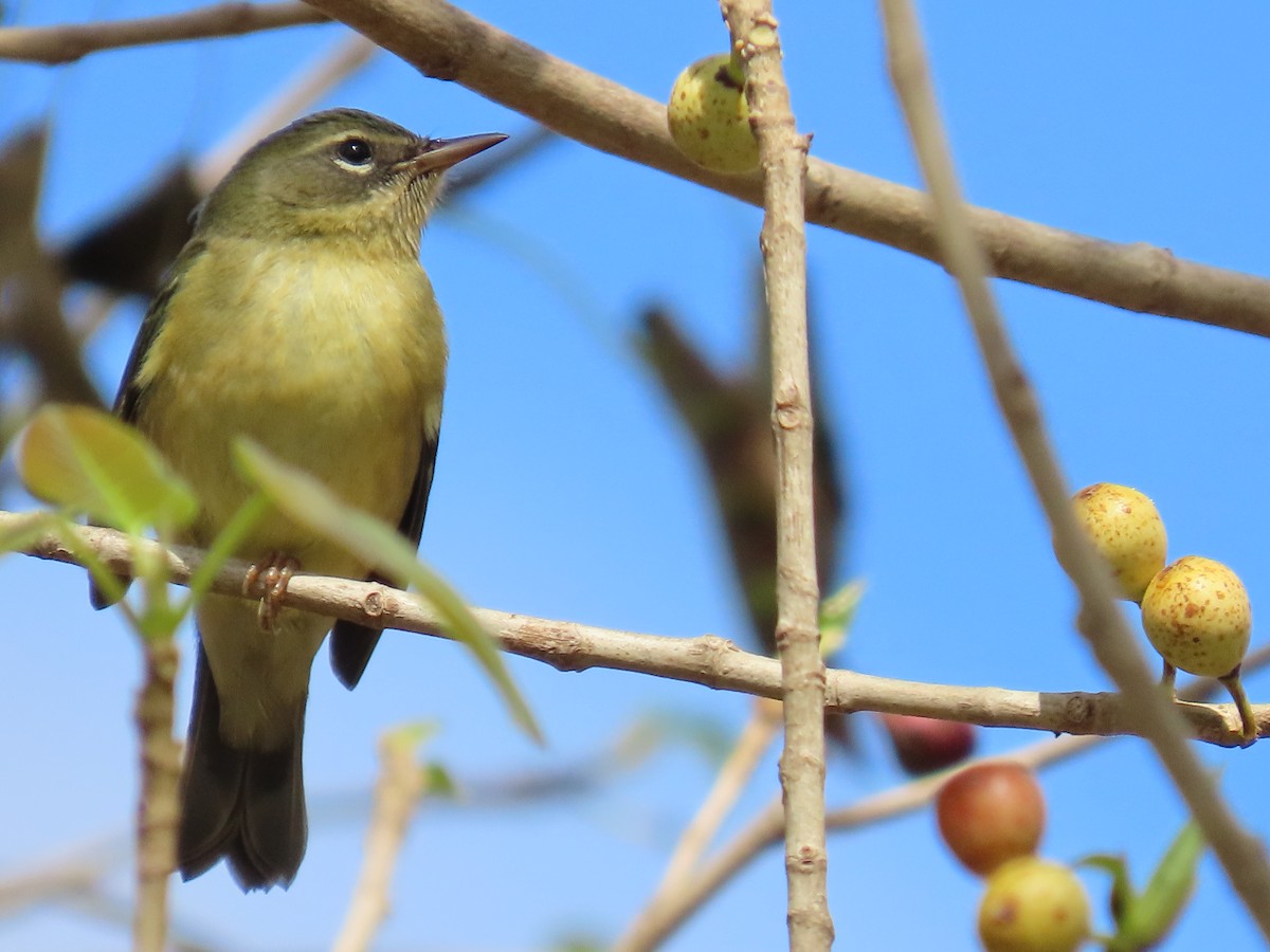 Black-throated Blue Warbler - ML625208228