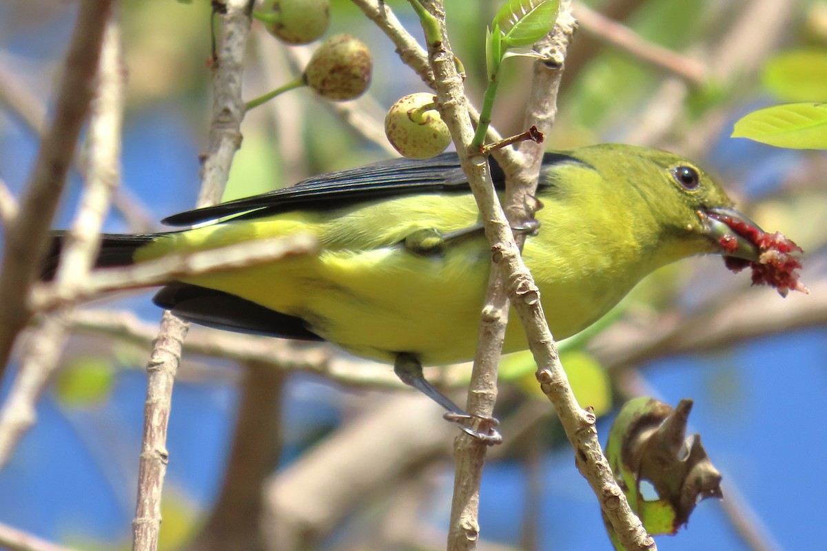 Scarlet Tanager - ML625208280