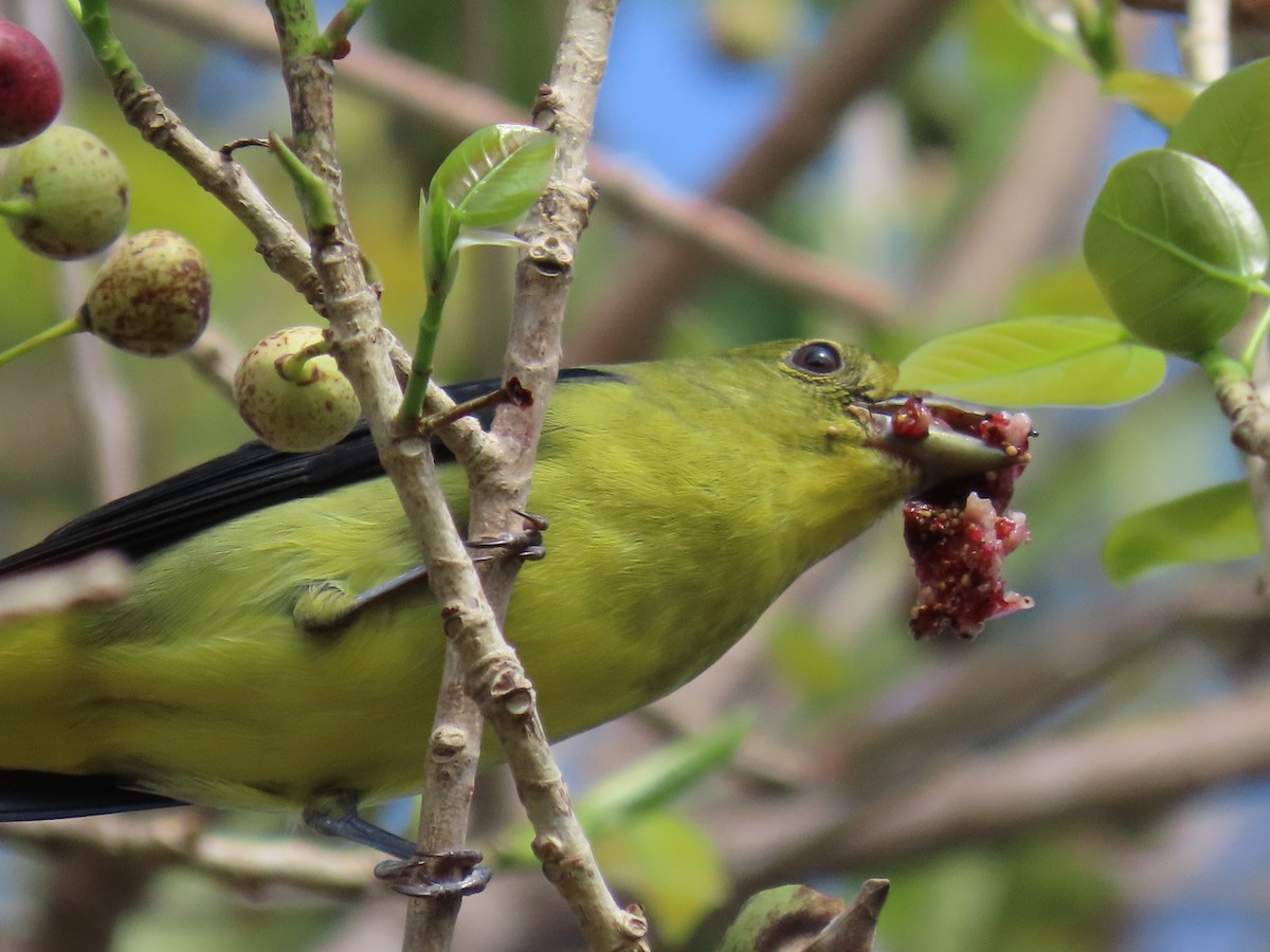 Scarlet Tanager - ML625208299