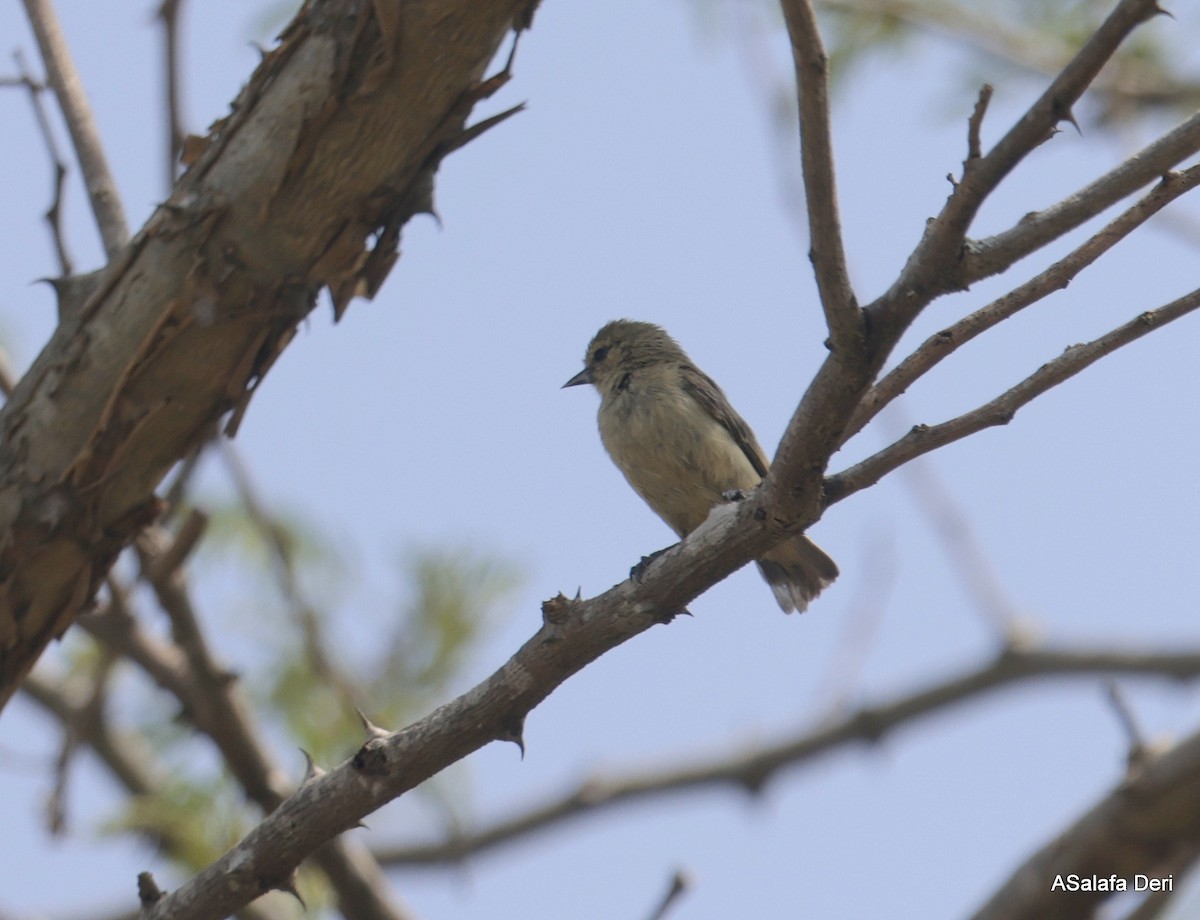 African Penduline-Tit (Yellow-bellied) - ML625208300