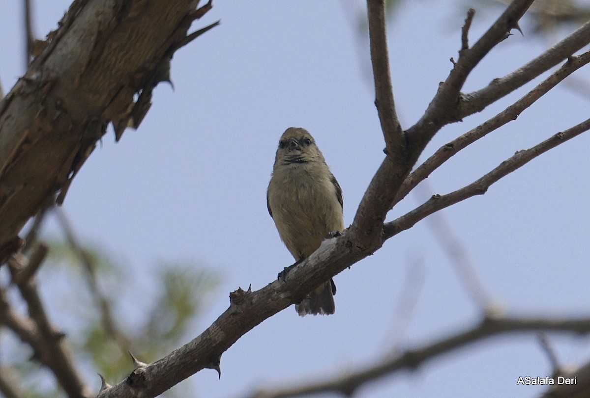 African Penduline-Tit (Yellow-bellied) - ML625208301