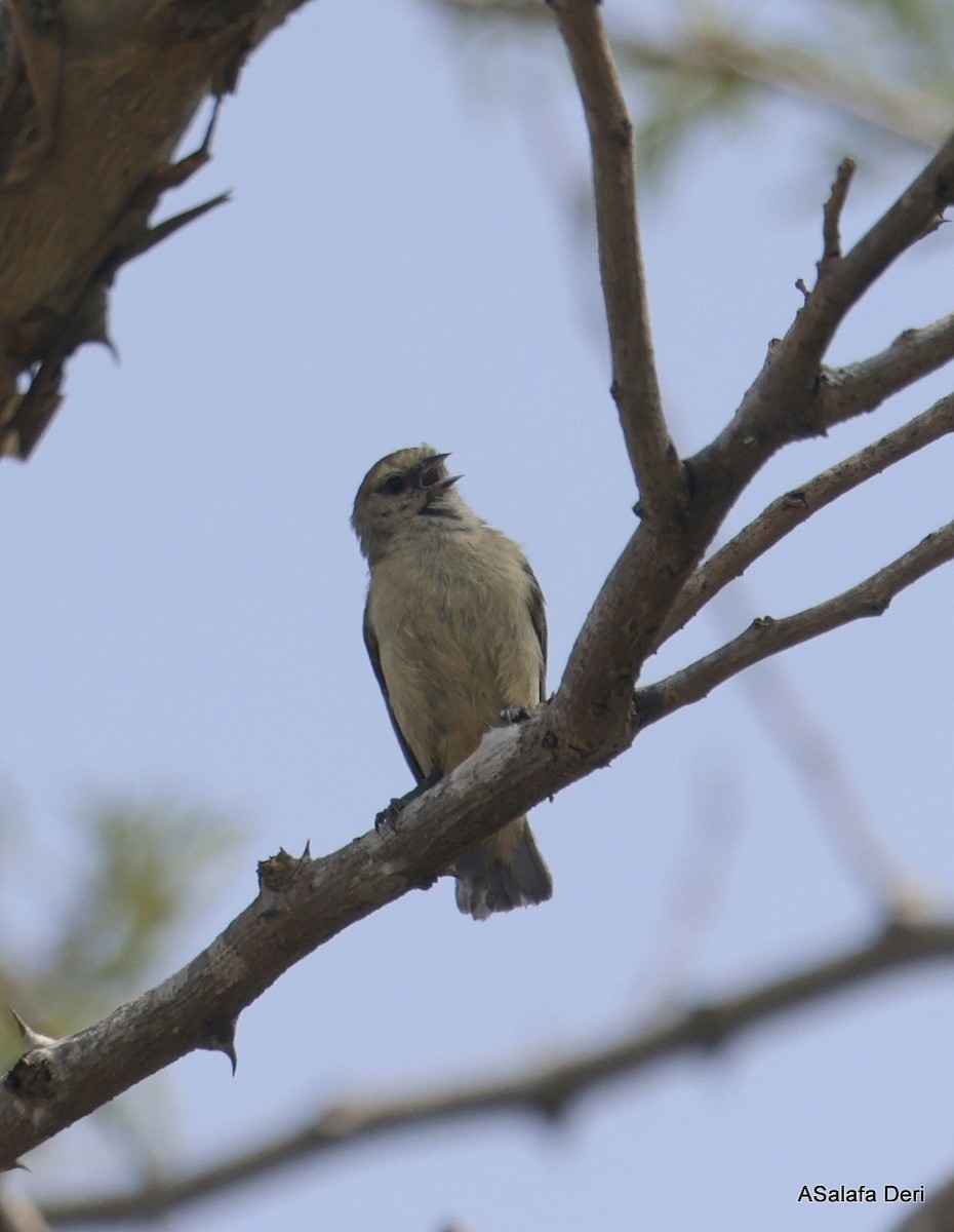 African Penduline-Tit (Yellow-bellied) - ML625208302