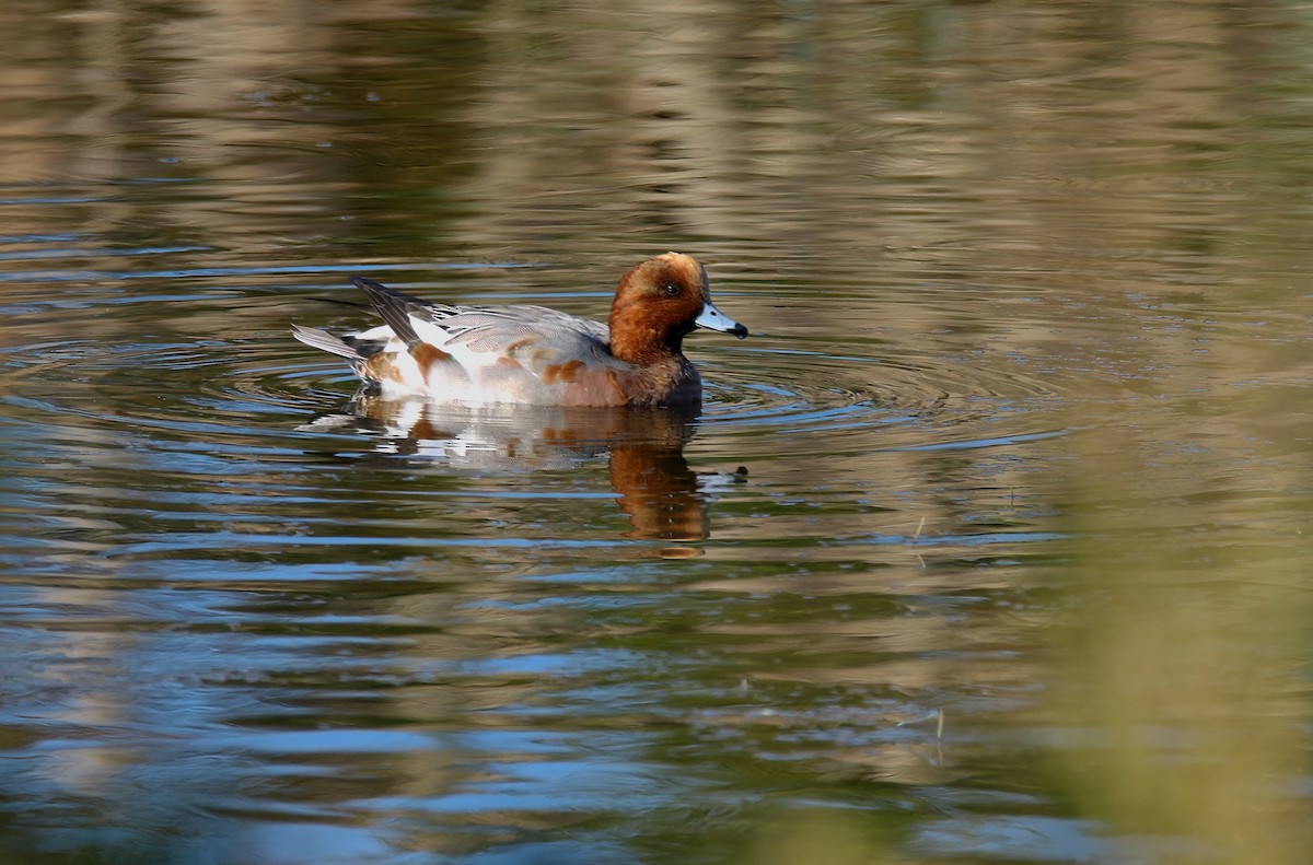 Eurasian Wigeon - Devin Griffiths