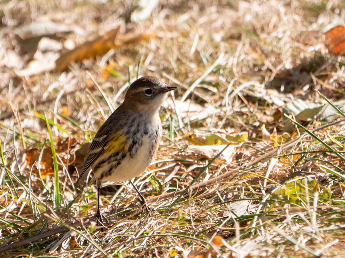 Yellow-rumped Warbler - ML625208435