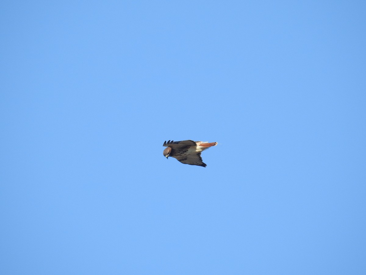 Red-tailed Hawk - ML625208492