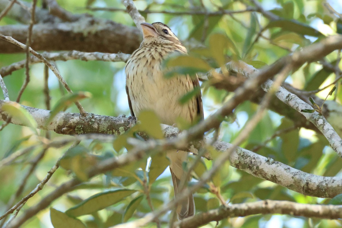 Rose-breasted Grosbeak - ML625208621