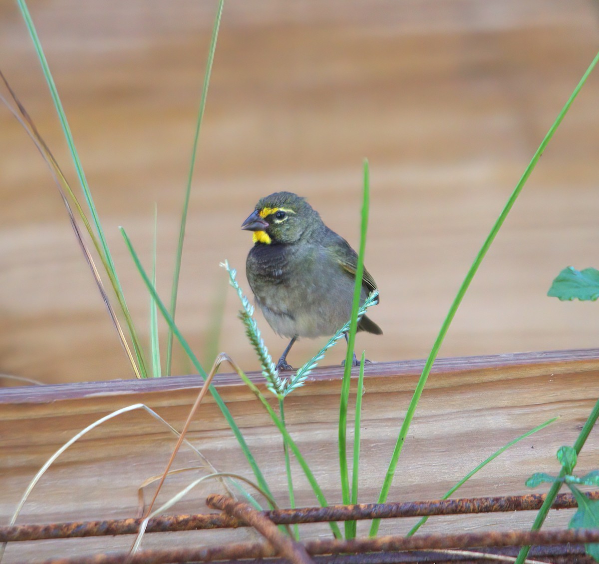 Yellow-faced Grassquit - ML625208697