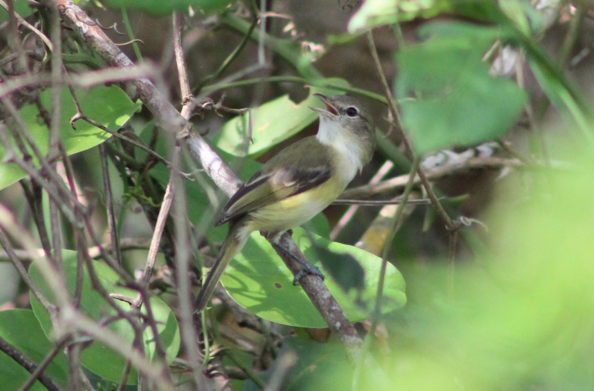 Bell's Vireo - ML625208741