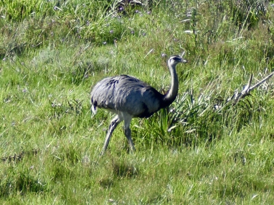 Greater Rhea - ML625208756