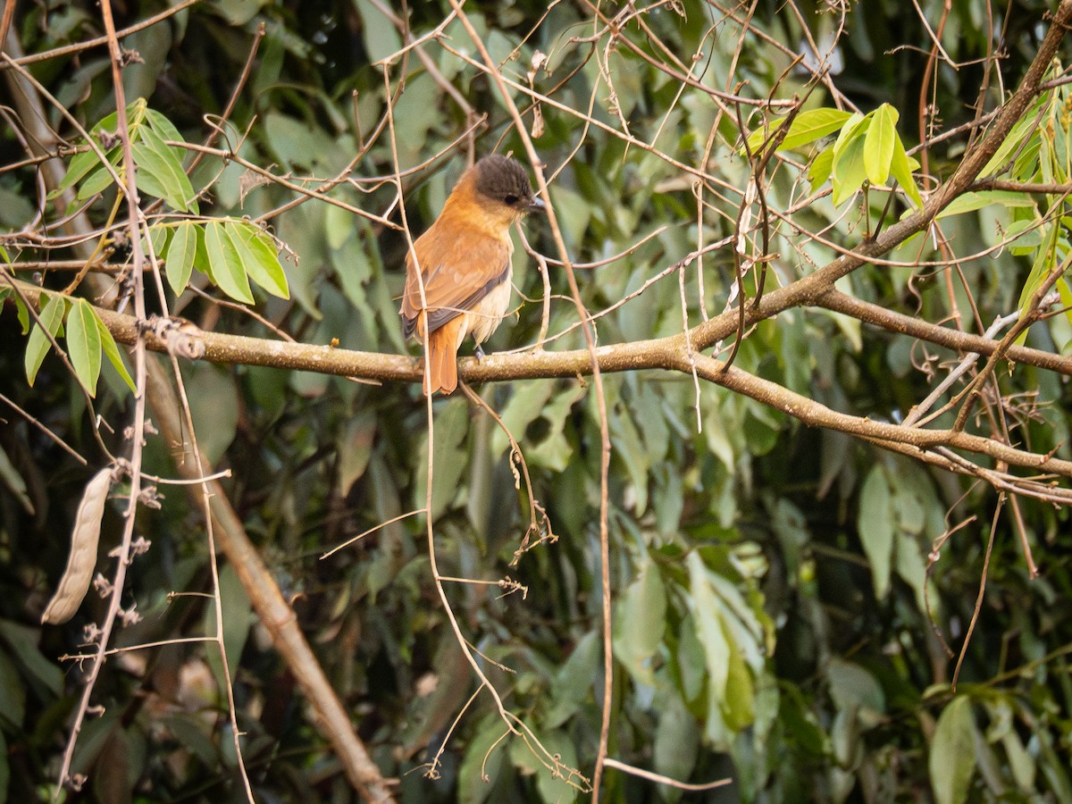 Chestnut-crowned Becard - ML625209010