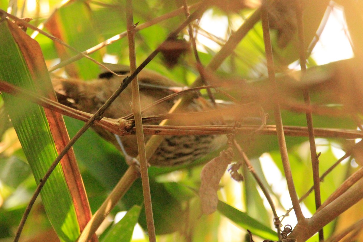 Inca Wren - ML625209039