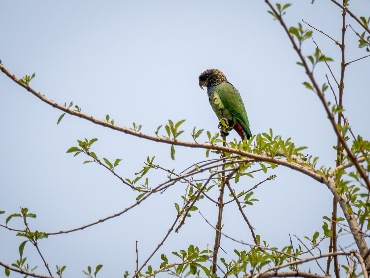 Scaly-headed Parrot - ML625209193