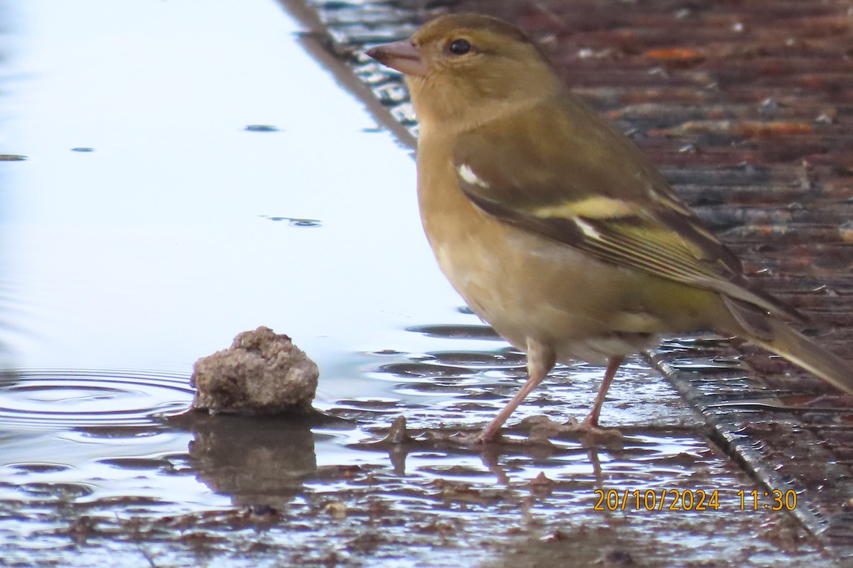 Common Chaffinch - ML625209241