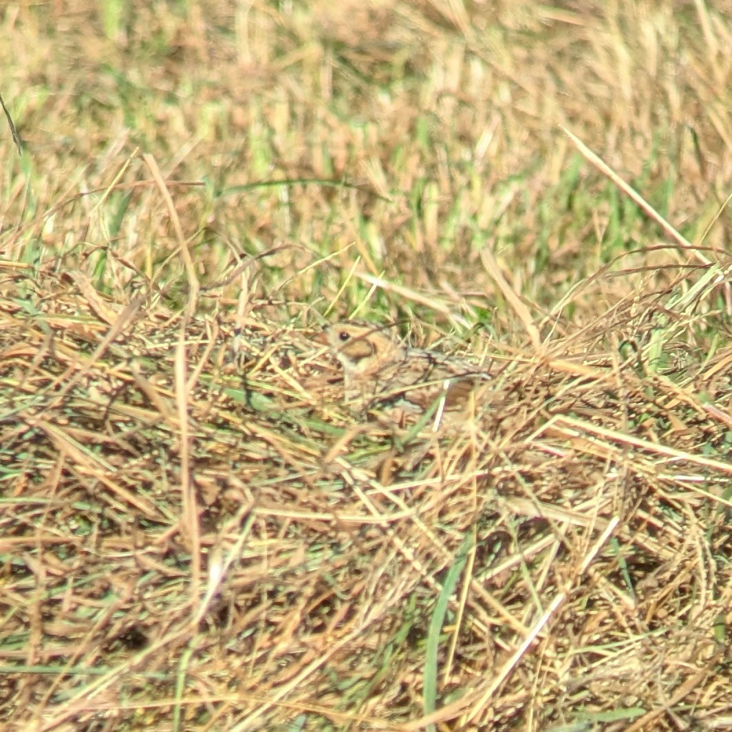 ツメナガホオジロ - ML625209444