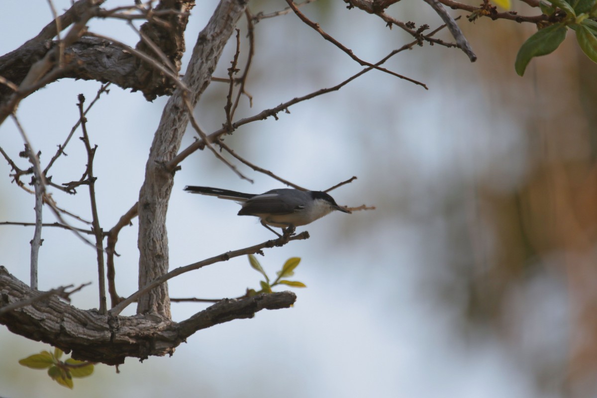 Tropical Gnatcatcher - ML625209626