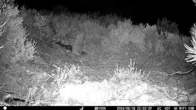 Eurasian Nightjar - ML625209670